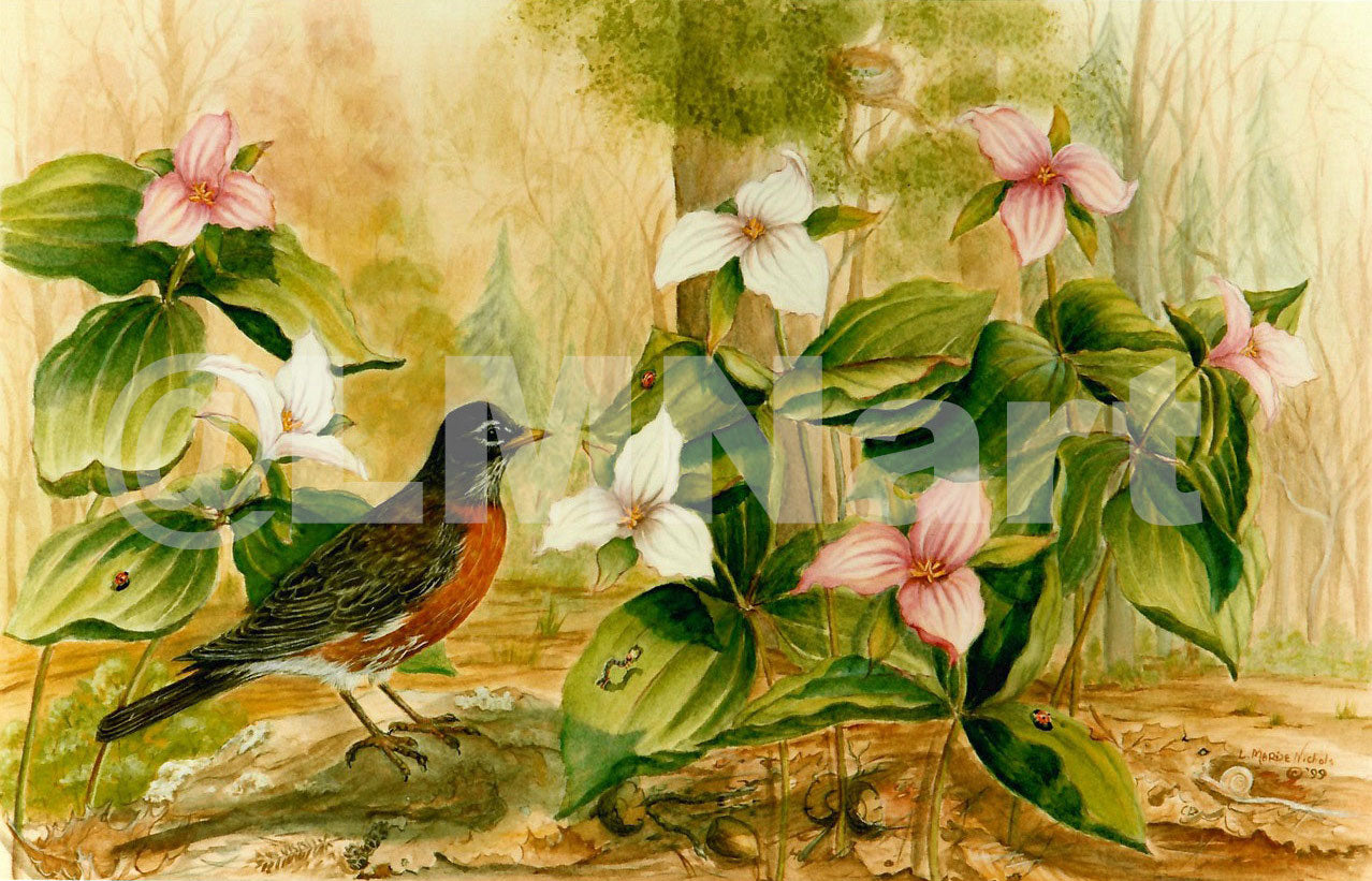 “Robin & Trillium” Photograpic Print